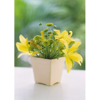 Gerbera Daisy Plant